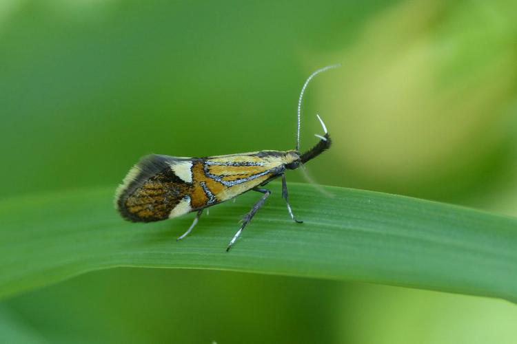 Œcophore nervurée (Alabonia geoffrella) © Morvan Debroize