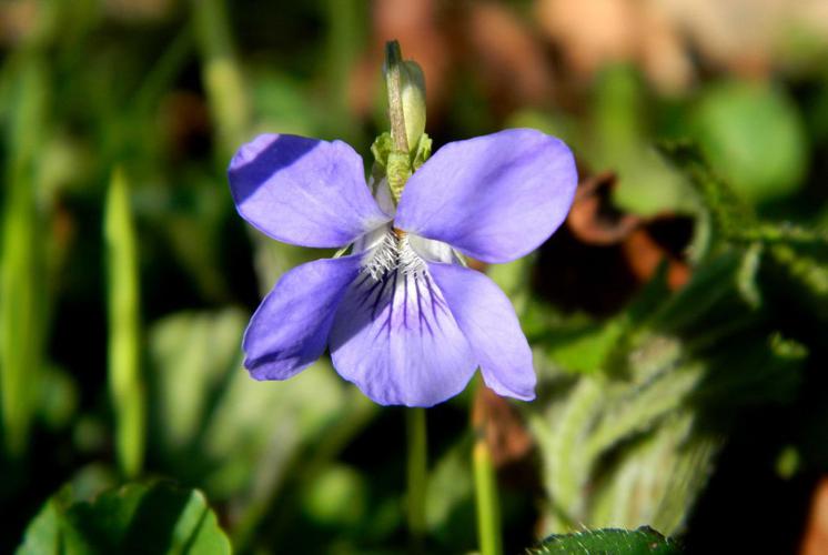 Violette de rivin (Viola riviniana) © Morvan Debroize