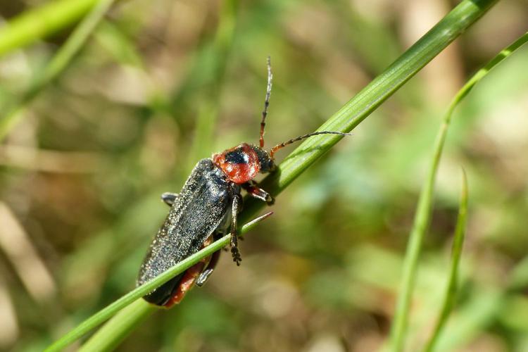 Le Moine (Cantharis rustica) © Morvan Debroize