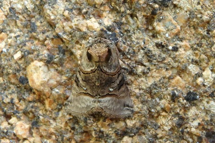 Plusie de l'Ortie (Abrostola tripartita) © Morvan Debroize