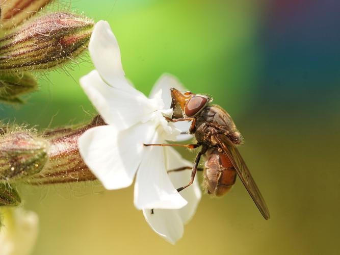 Rhingie long-nez (Rhingia campestris) © Sylvain Montagner