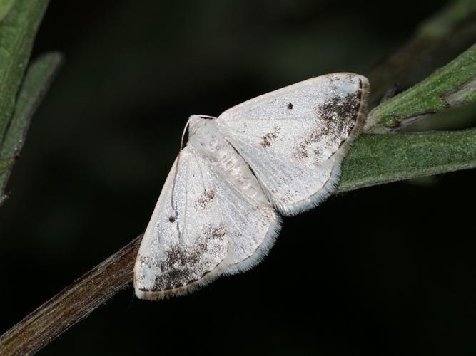 Phalène satinée (Lomographa temerata) © Sylvain Montagner