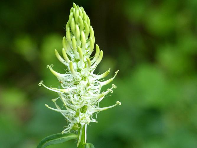 Raiponce en épi (Phyteuma spicatum) © Morvan Debroize