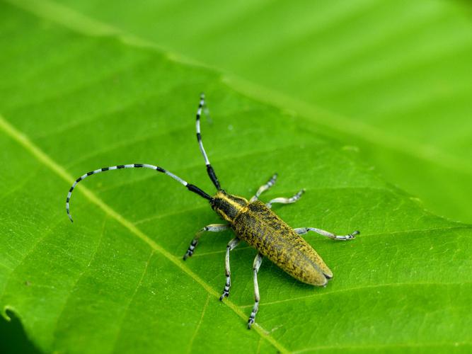 Aiguille marbrée (Agapanthia villosoviridescens) © Morvan Debroize