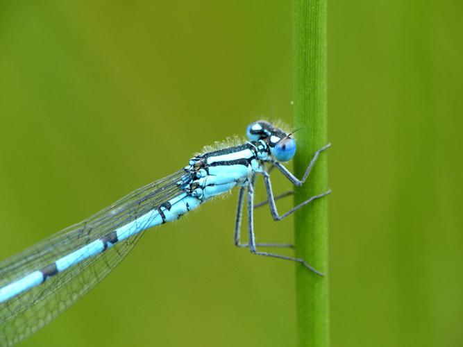 Agrion porte-coupe (Enallagma cyathigerum), mâle © Morvan Debroize