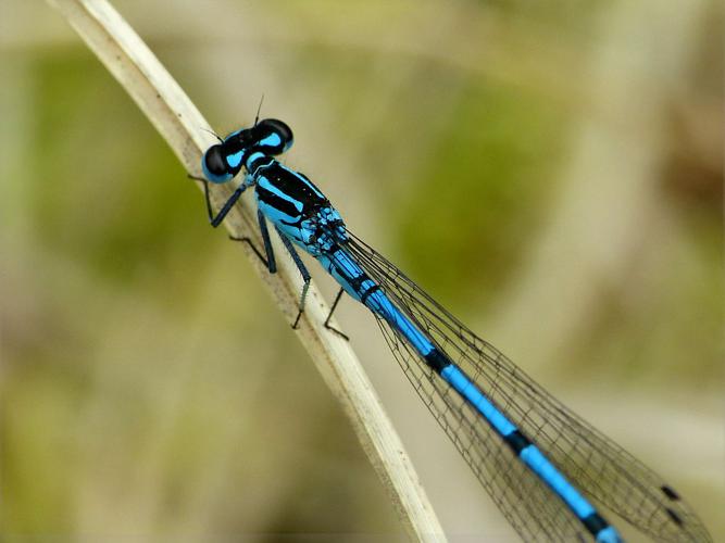 Agrion jouvencelle (Coenagrion puella), mâle © Morvan Debroize