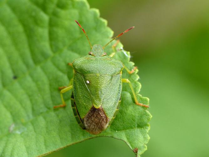 Punaise verte (Palomena prasina) © Morvan Debroize