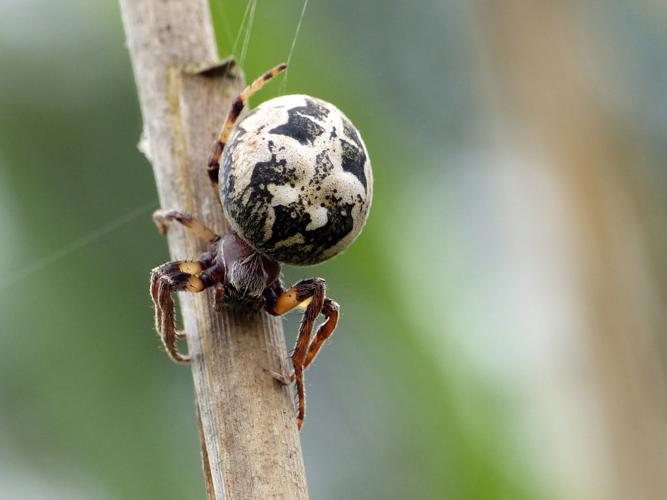 Épeire des roseaux (Larinioides cornutus) © Morvan Debroize