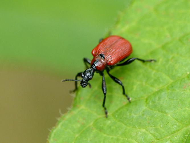 Cigarier du noisetier(Apoderus (Apoderus) coryli), forme à pattes noires © Morvan Debroize