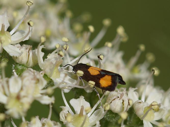 Pammene aurana © Sylvain Montagner