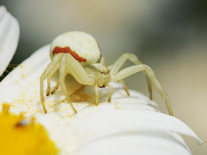 Thomise variable (Misumena vatia), Araignée-crabe © Sylvain Montagner