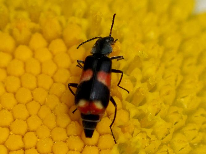 Anthocomus fasciatus © Sylvain Montagner