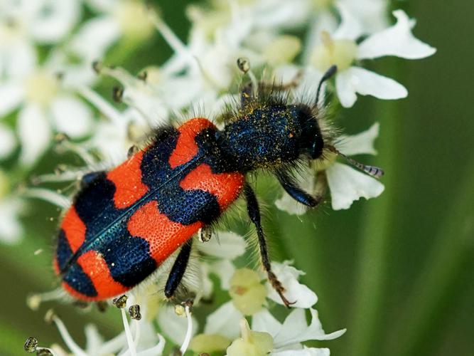 Clairon des ruches (Trichodes alvearius) © Sylvain Montagner