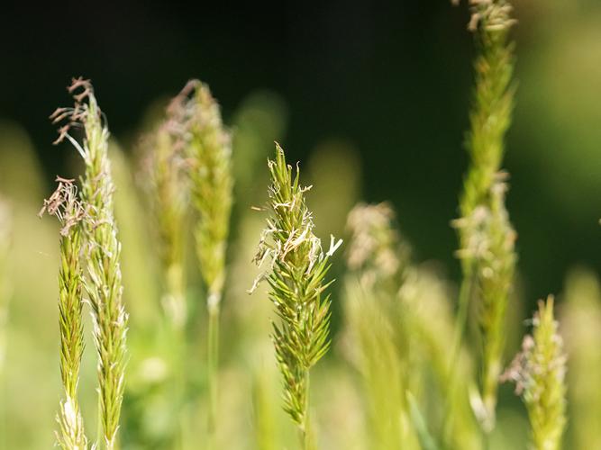 Flouve odorante (Anthoxanthum odoratum), épis © Sylvain Montagner