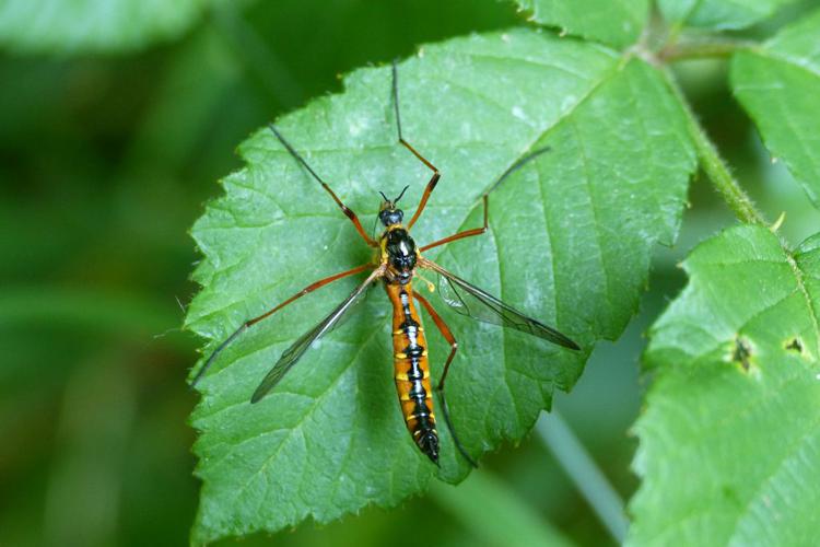 Ctenophora pectinicornis © Morvan Debroize