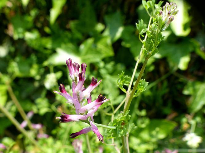 Fumeterre des remparts (Fumaria muralis) © Morvan Debroize