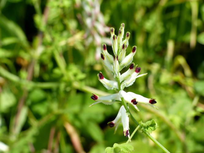 Fumeterre grimpante (Fumaria capreolata) © Morvan Debroize