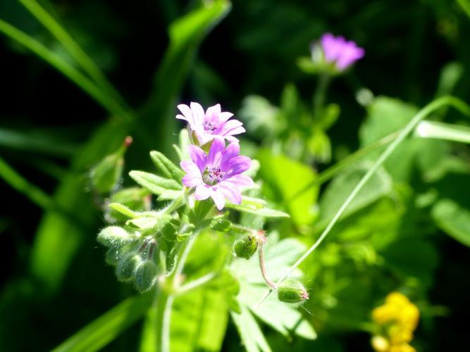 Géranium des Pyrénées (Geranium pyrenaicum) © Morvan Debroize