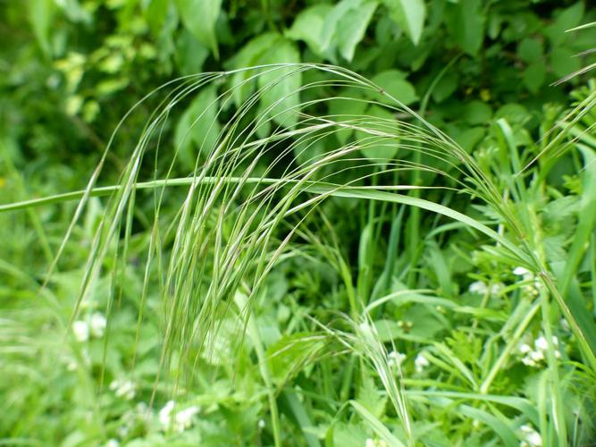 Brome stérile (Anisantha sterilis) © Morvan Debroize