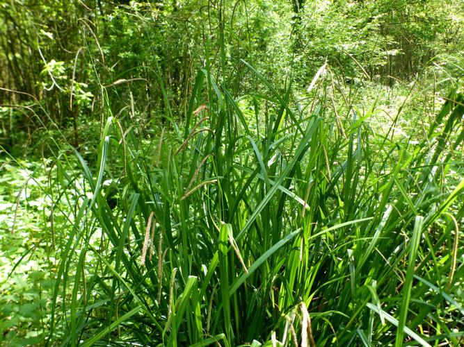 Carex à épis pendants (Carex pendula) © Morvan Debroize