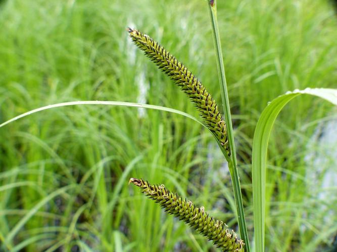 Laiche des marais (Carex acutiformis) © Morvan Debroize