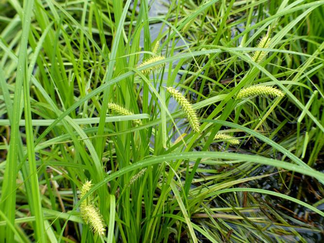 Laîche vésiculeuse (Carex vesicaria) © Morvan Debroize