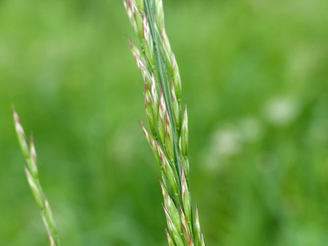 Fétuque Roseau (Schedonorus arundinaceus) © Morvan Debroize