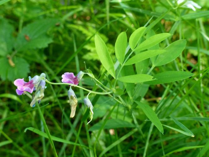 Gesse des montagnes (Lathyrus linifolius var. montanus) © Morvan Debroize