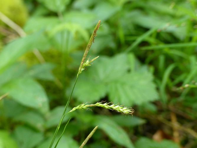 Laîche des bois (Carex sylvatica) © Morvan Debroize
