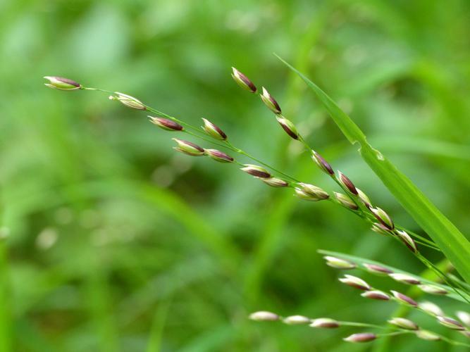 Mélique à une fleur (Melica uniflora) © Morvan Debroize