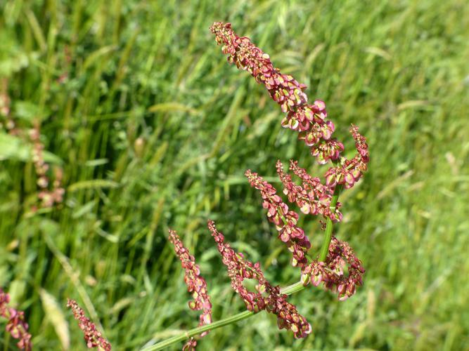 Oseille commune (Rumex acetosa) © Morvan Debroize