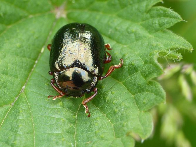 Chrysomèle de Banks (Chrysolina bankii) © Morvan Debroize