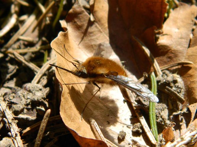 Grand bombyle (Bombylius major) © Morvan Debroize