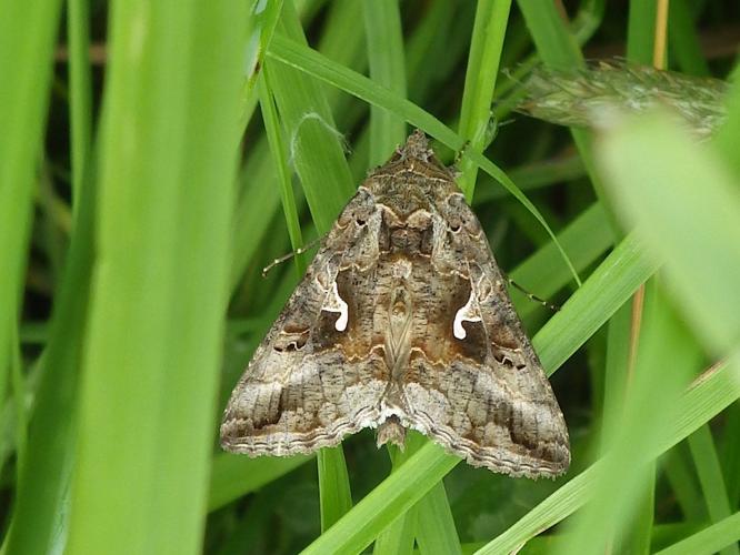 Gamma (Autographa gamma) © Erwan Blottière