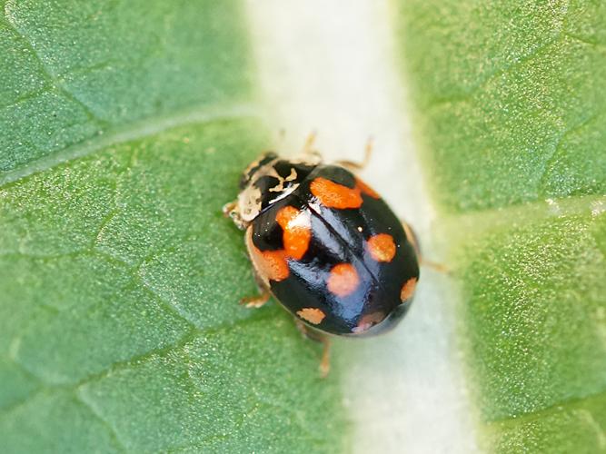 Coccinelle à 10 points (Adalia decempunctata) © Sylvain Montagner