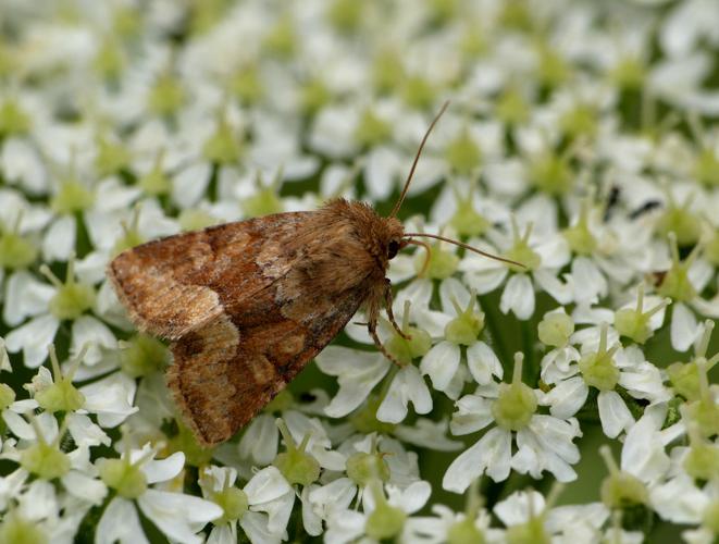 Noctuelle de la Canche (Oligia fasciuncula) © Morvan Debroize