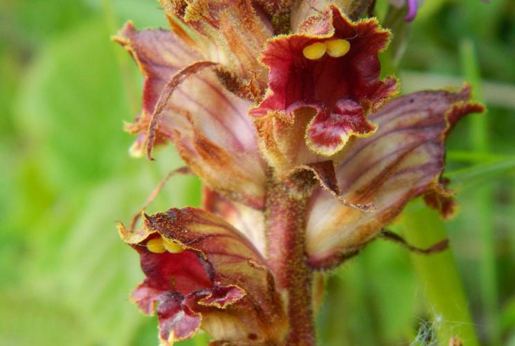 Orobanche sanglante (Orobanche gracilis) © Morvan Debroize