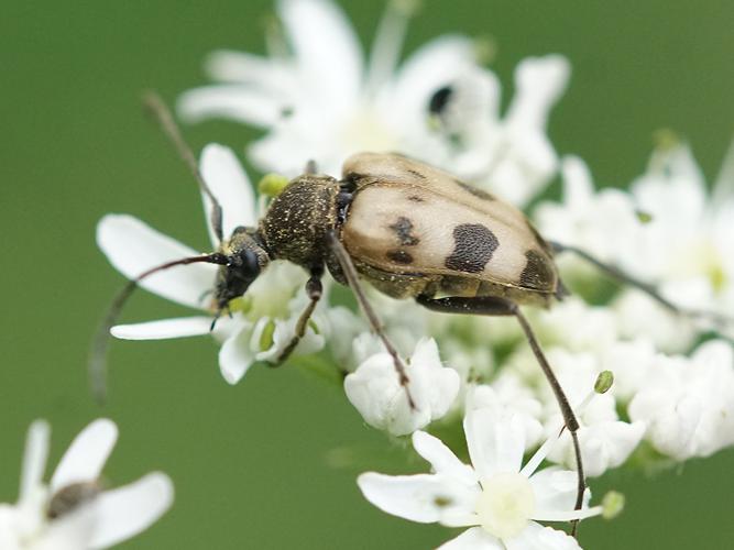 Lepture trapu (Pachytodes cerambyciformis) © Sylvain Montagner