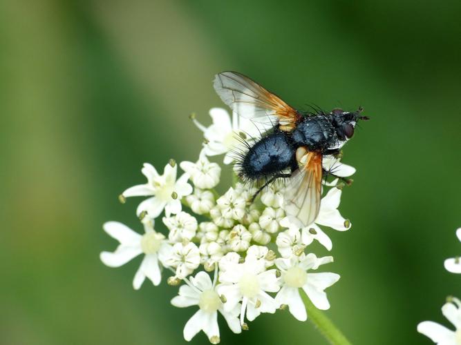 Zophomyia temula © Morvan Debroize