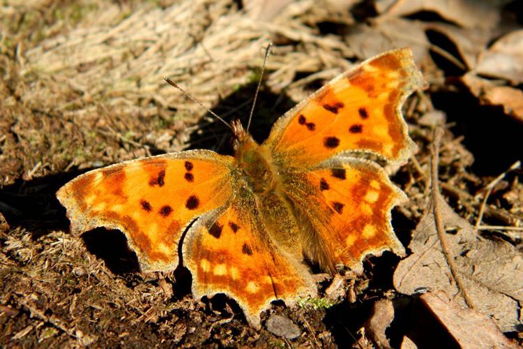 Robert-le-diable (Polygonia c-album) © Morvan Debroize