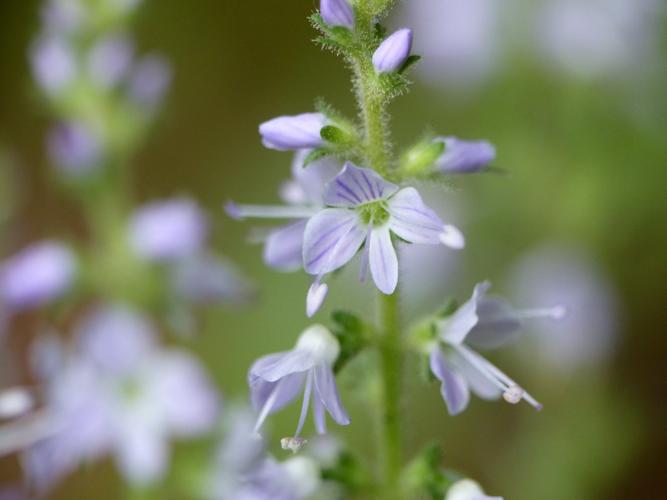 Véronique officinale (Veronica officinalis) © Morvan Debroize