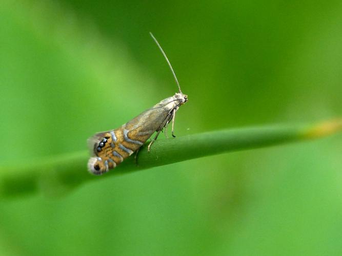 Glyphipterix thrasonella © Morvan Debroize