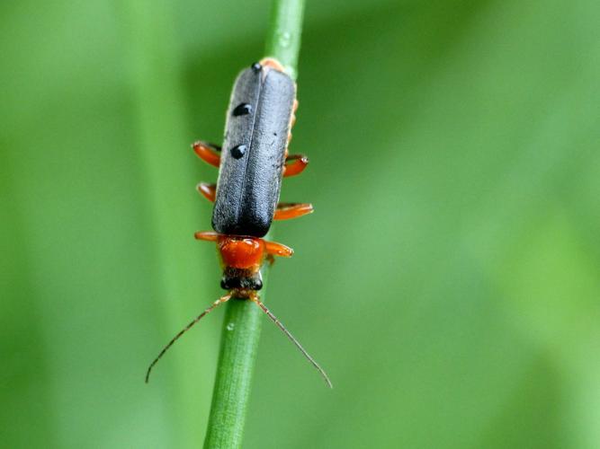 Cantharis pellucida © Morvan Debroize