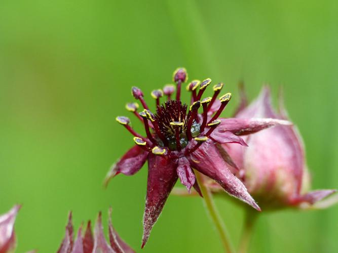 Potentille des marais (Comarum palustre) © Morvan Debroize