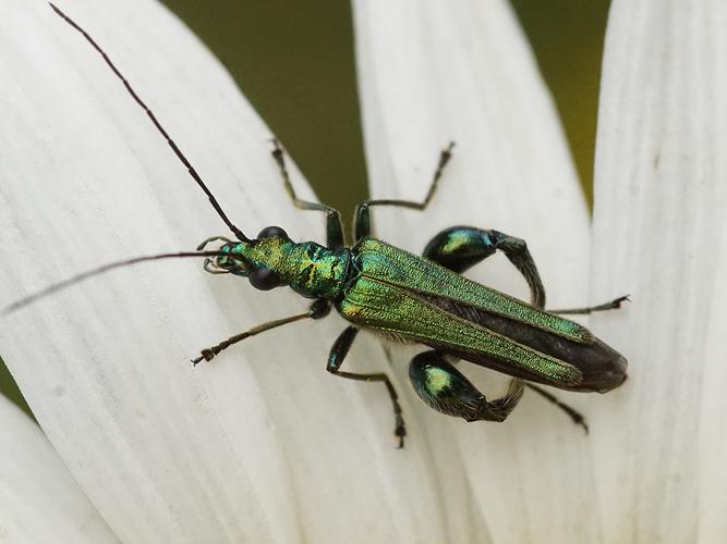 Œdémère noble (Oedemera nobilis) - mâle © Sylvain Montagner