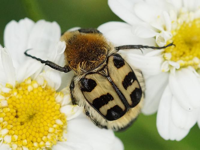 Trichie zonée (Trichius gallicus) © Sylvain Montagner