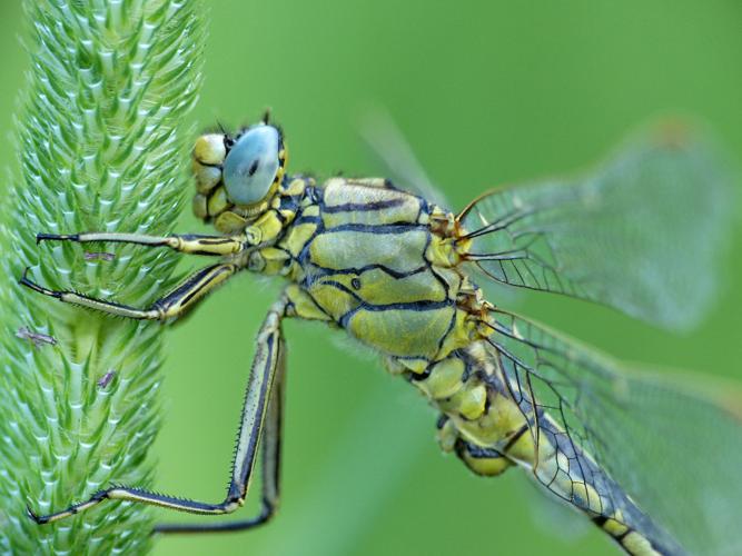 Gomphe joli (Gomphus pulchellus) © Morvan Debroize