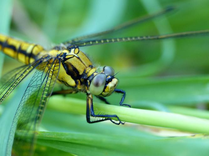 Orthétrum réticulé (Orthetrum cancellatum), femelle © Morvan Debroize