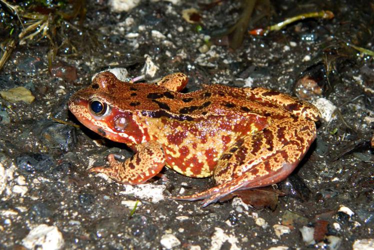 Grenouille rousse (Rana temporaria) © Morvan Debroize