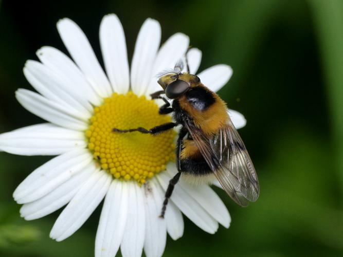 Volucelle bourdon (Volucella bombylans), femelle © Morvan Debroize